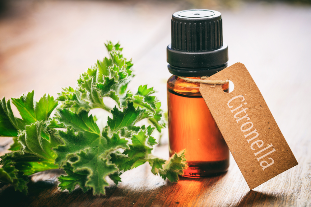 Huile essentielle de citronnelle – composant naturel contenant du citronellol, utilisé en aromathérapie et dans les soins à la maison.