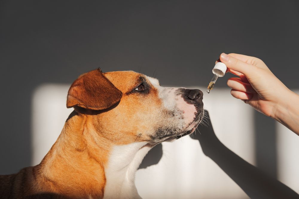 Chien reniflant un compte-gouttes d'huile essentielle – photo d'illustration rappelant l'importance d'une utilisation sûre des huiles chez les animaux domestiques.