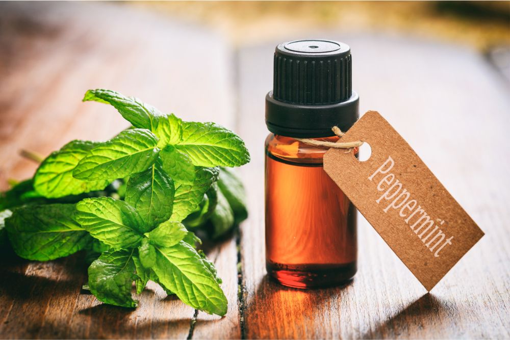 Feuilles de menthe fraîche avec des gouttes d’huile essentielle de menthe