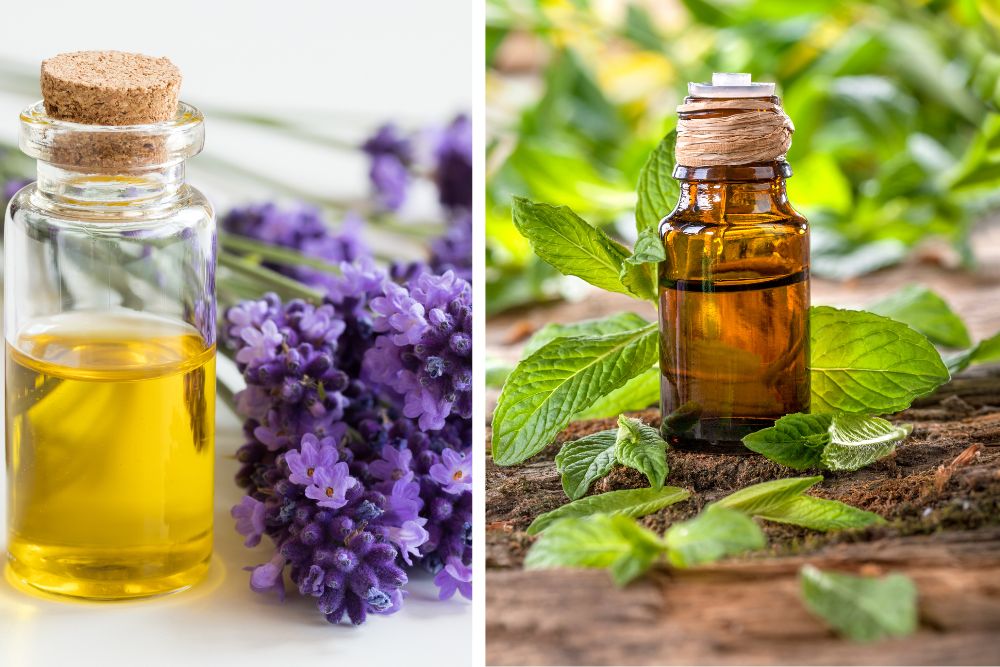 Diffuseur d'arômes avec vapeur parmi des herbes séchées et des huiles essentielles
