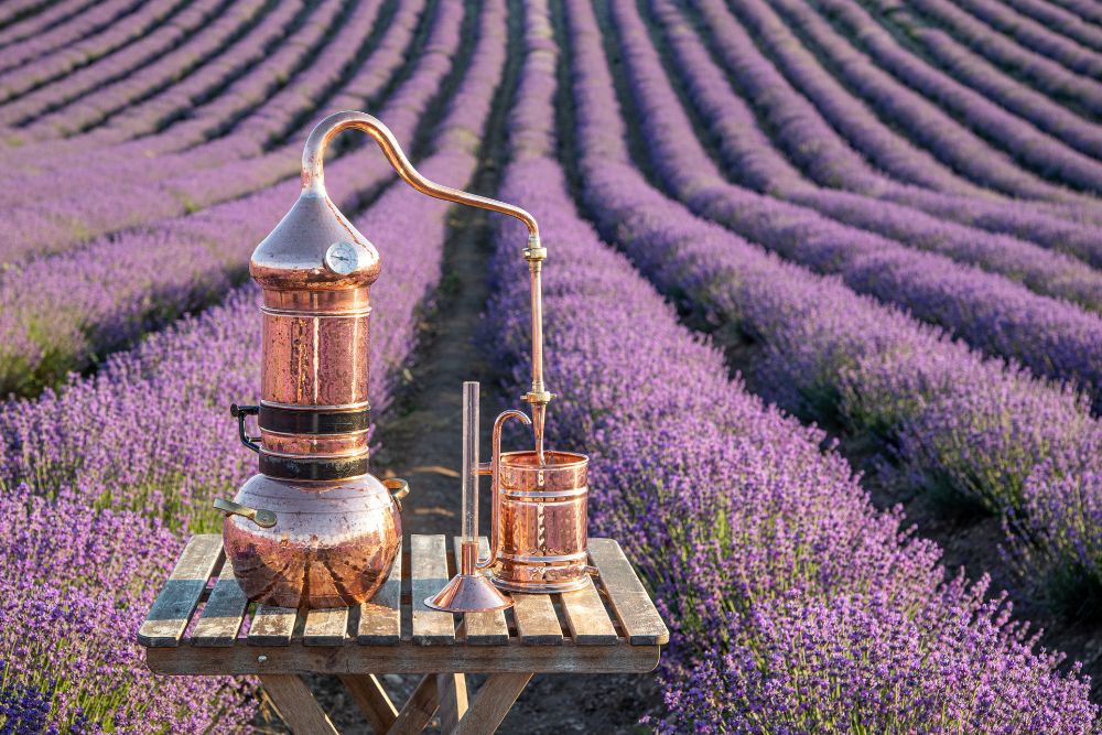 Processus de distillation à la vapeur pour la fabrication d'huiles essentielles de qualité à partir de plantes