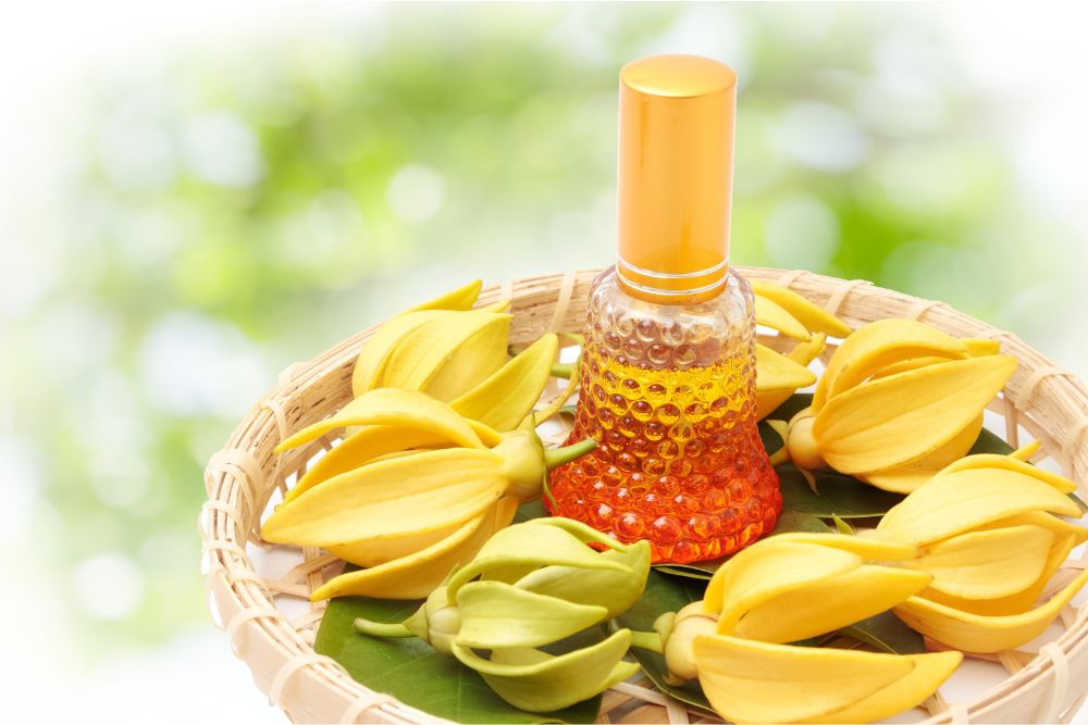 Fleurs jaunes d’ylang-ylang avec de l’huile essentielle pour la détente