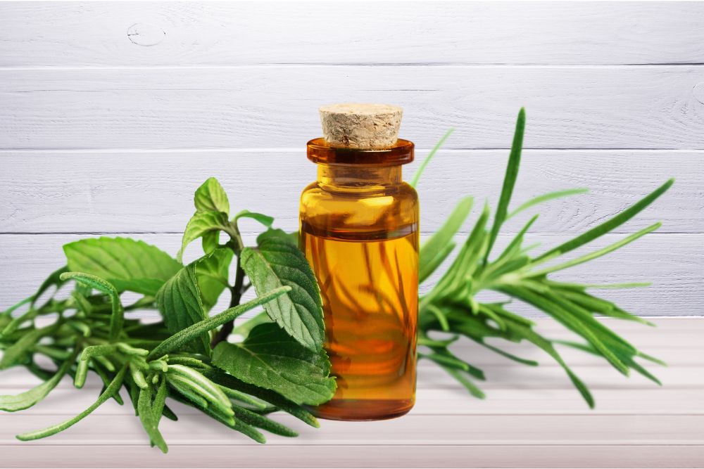 Flacon d'huile essentielle d'arbre à thé – produit naturel issu des feuilles du mélaleuque australien.